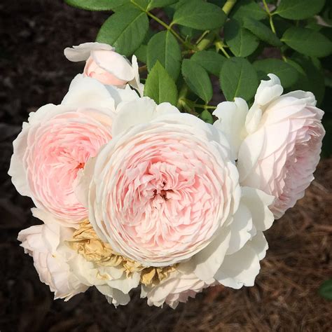 earth angel high country roses.